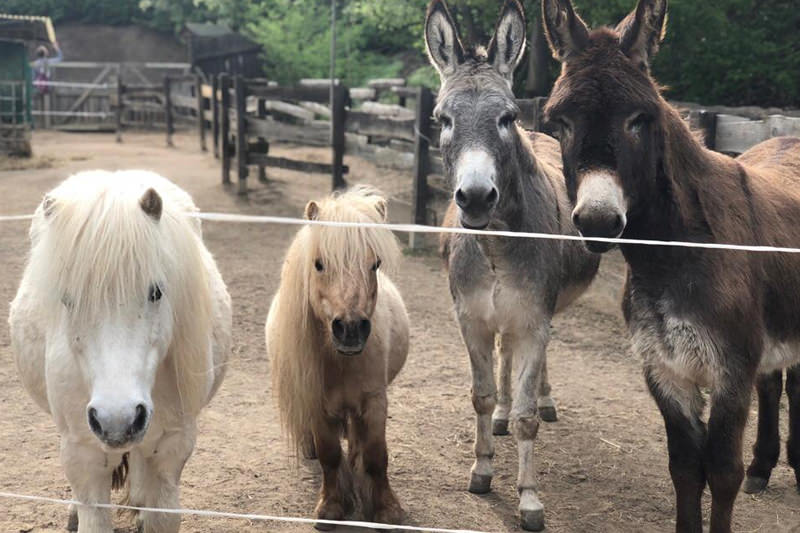 Unsere Kleine-Ranch Tolli